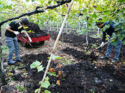 熊本ぶどう 社方園 収穫を終えたぶどう園にお礼肥え!今年は熊本県立農業大学から来た実習生と共に行っています!2022年(後編)_a0254656_18341692.jpg