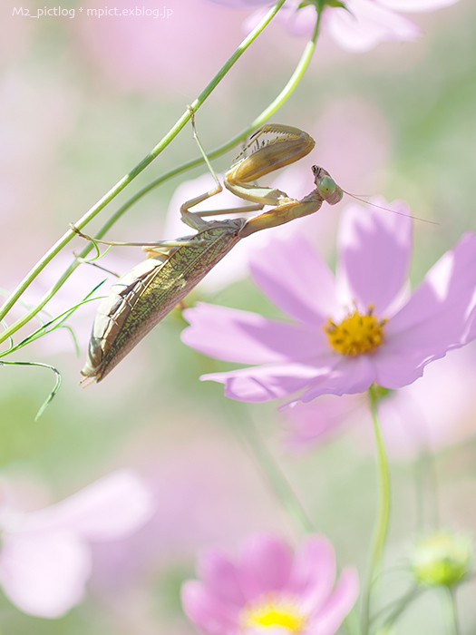 優しげで_e0097970_20165422.jpg