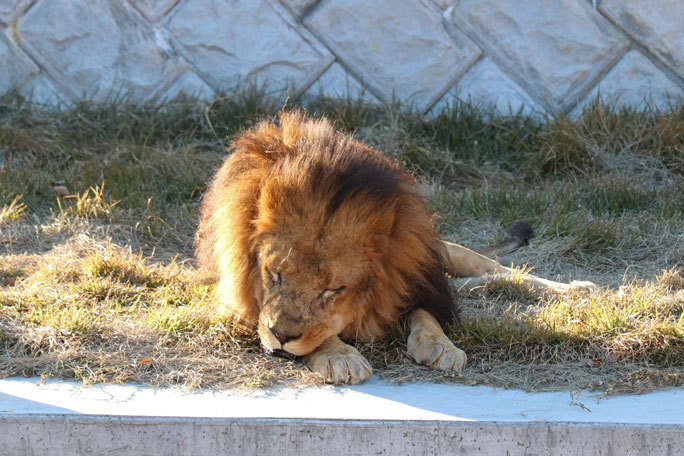 晩秋の多摩動物公園 ライオンたちは恋の季節 November 後編 続々 動物園ありマス