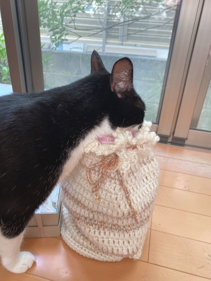 新しいしろちゃん_a0389088_15311055.jpeg