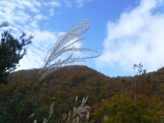  紅葉の瀧山　ハイキング　大沢山コース_e0265627_11034750.jpg