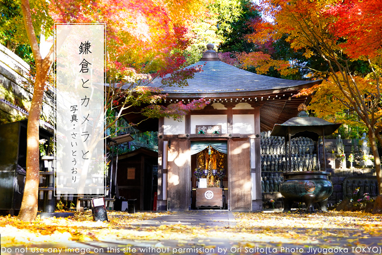鎌倉とカメラと紅葉。長谷寺2021年 #カメラ女子 #SigmaLens #kamakura #鎌倉_f0212049_00235814.jpg