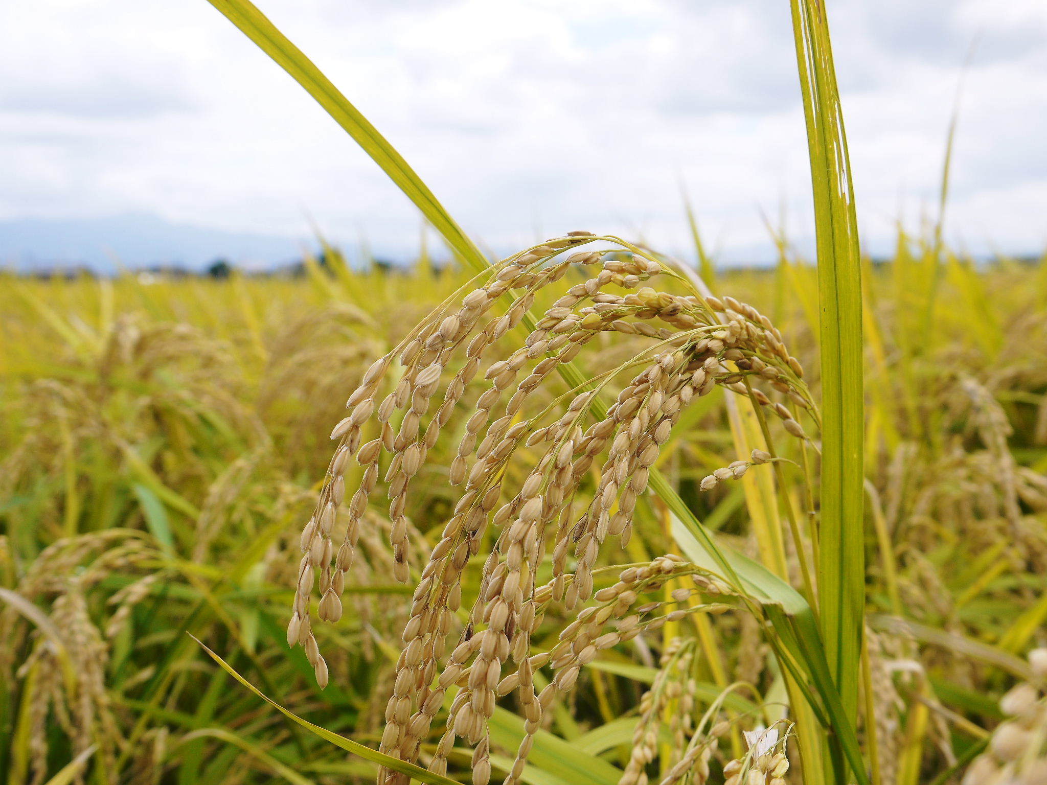 砂田のこだわりれんげ米　黄金色にふっくらと実ったお米の稲刈りを終え令和4年の新米の出荷スタートです！_a0254656_17391792.jpg