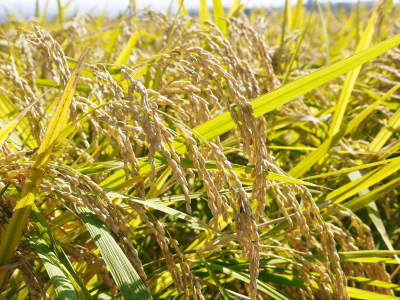 砂田のこだわりれんげ米　黄金色にふっくらと実ったお米の稲刈りを終え令和4年の新米の出荷スタートです！_a0254656_17405150.jpg