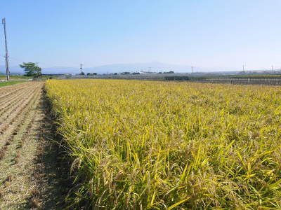 砂田のこだわりれんげ米　黄金色にふっくらと実ったお米の稲刈りを終え令和4年の新米の出荷スタートです！_a0254656_18150004.jpg