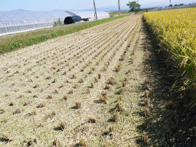 砂田のこだわりれんげ米　黄金色にふっくらと実ったお米の稲刈りを終え令和4年の新米の出荷スタートです！_a0254656_18163140.jpg