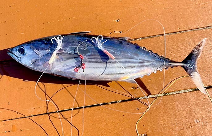 浜名湖沖のカツオは健在 ビッグゲームルアーズ 最新オフショアブログ カジキトローリング 浜名湖沖のカツオは健在 ビッグゲームルアーズ 最新オフショアブログ カジキトローリング