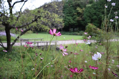 錦織公園　秋桜・紫苑_c0229483_15250024.jpg