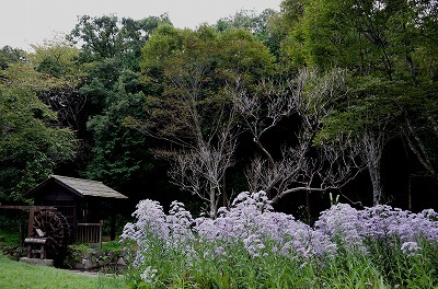 錦織公園　秋桜・紫苑_c0229483_15250496.jpg