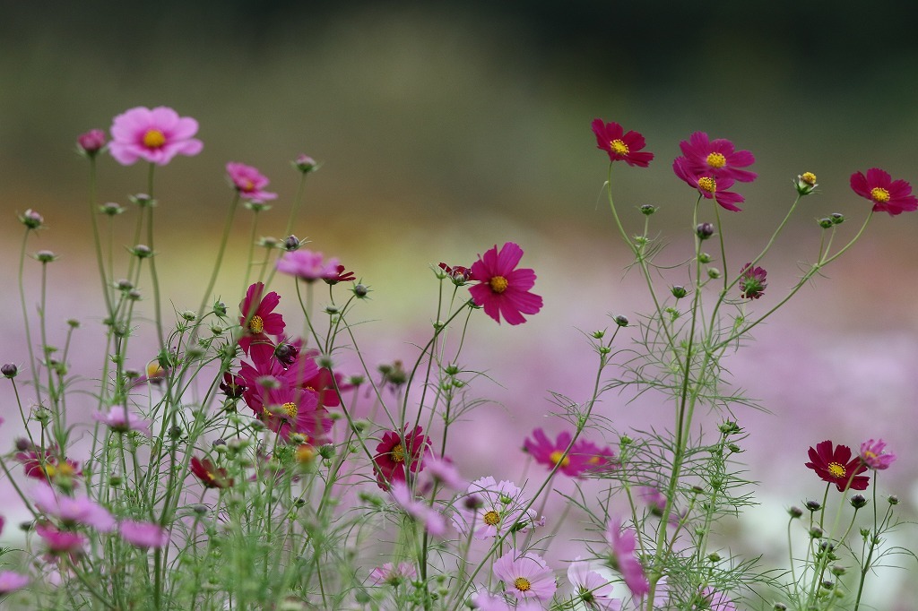 秋風に揺れるコスモスの花～_a0206701_08210823.jpg