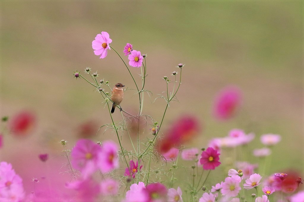 秋風に揺れるコスモスの花～_a0206701_08220960.jpg