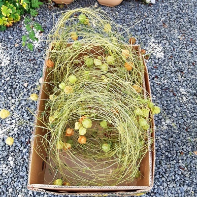 風船かずら その後_f0129726_18185273.jpg