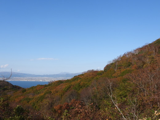函館山自然観察ボランティアによる観察会を行います_e0145841_14353683.jpg