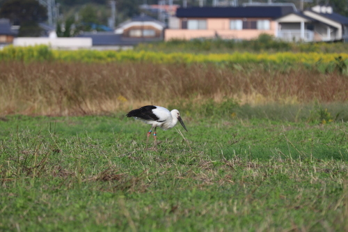 我が家の前にコウノトリ！_c0236857_16173037.jpg