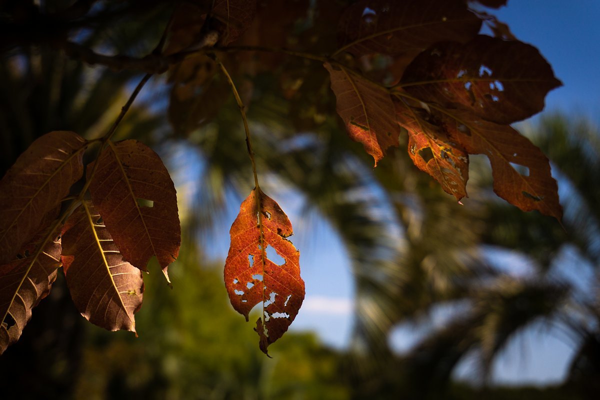 フライング気味に紅葉が加速するモリコロパーク_d0353489_08015538.jpg