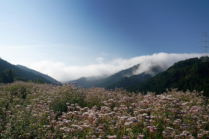 水尾藤袴鑑賞会のアサギマダラ_f0032011_16334794.jpg