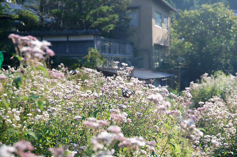 水尾藤袴鑑賞会のアサギマダラ_f0032011_16345760.jpg