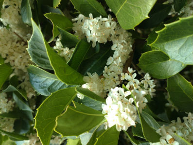 ヒイラギモクセイの花 : 心はいつも青春! ヒイラギモクセイの花 : 心はいつも青春!