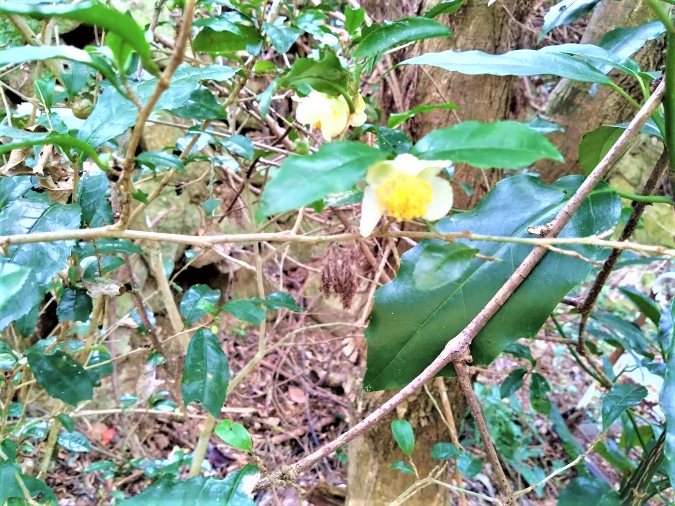 りんどう、センブリなど・・・秋の草花に会いに行こう!『東おたふく山』_c0218841_21114389.jpg