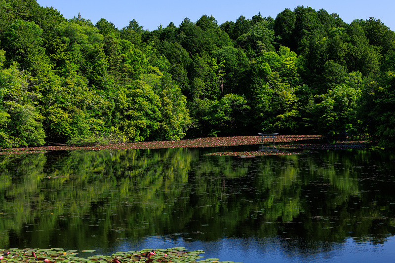 サツキ咲く頃（大池寺）_f0155048_22335535.jpg