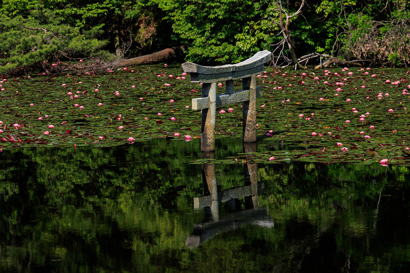 サツキ咲く頃（大池寺）_f0155048_22342462.jpg