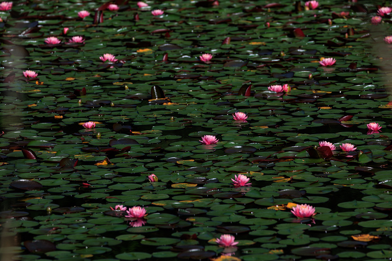 サツキ咲く頃（大池寺）_f0155048_22342950.jpg