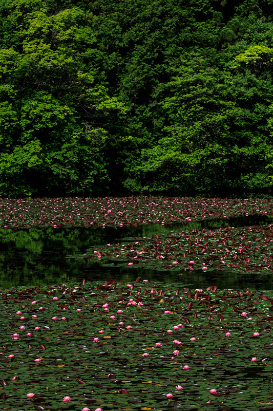 サツキ咲く頃（大池寺）_f0155048_22343918.jpg