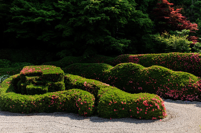 サツキ咲く頃（大池寺）_f0155048_22392450.jpg