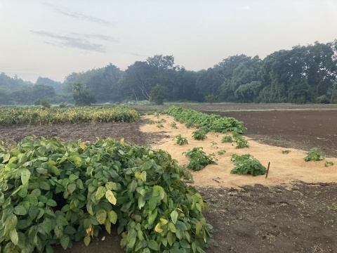 朝の散歩で_b0050651_08380804.jpg