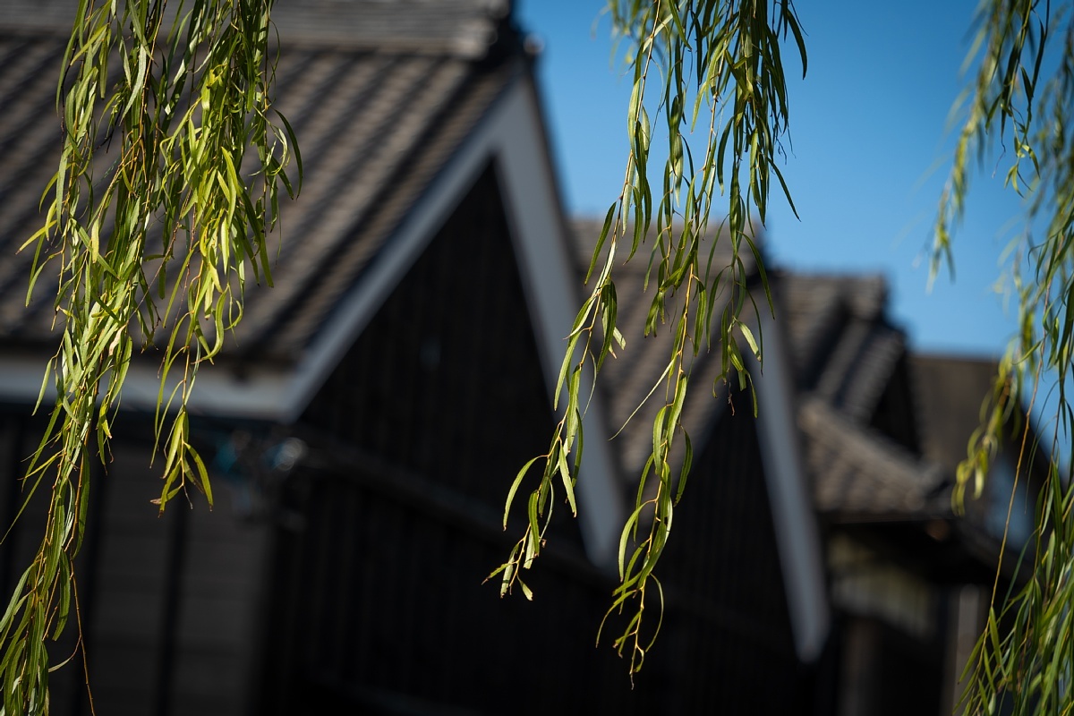 黒板塀とお寺が多い街角_d0353489_23045132.jpg