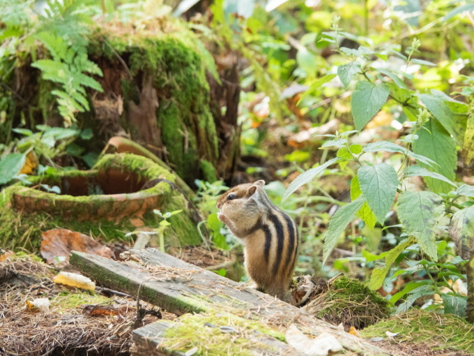シマリスさんの冬眠近い?秋が深まり紅葉も色づいて来ました!_f0276498_20191005.jpg
