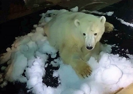 モスクワ動物園の重傷を負ったディクソン (Диксон)、体内に残る銃弾の影響を感知している様子はなく、摘出手術は不要との見解_a0151913_01381347.jpg