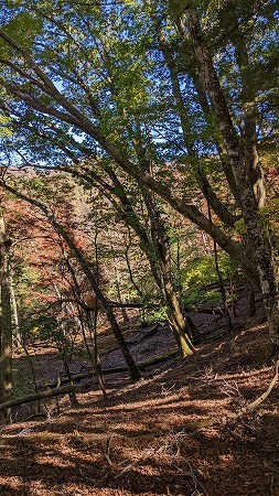 平家山～後平家山～夫婦山周回_f0193521_18172611.jpg