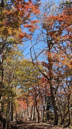 平家山～後平家山～夫婦山周回_f0193521_18173490.jpg