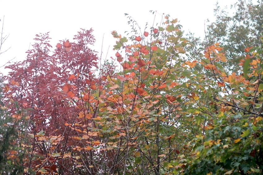 紅葉が虹色に彩るラヴェルナの森、びっくりラベッチャ駐車場が有料に_f0234936_19264384.jpg