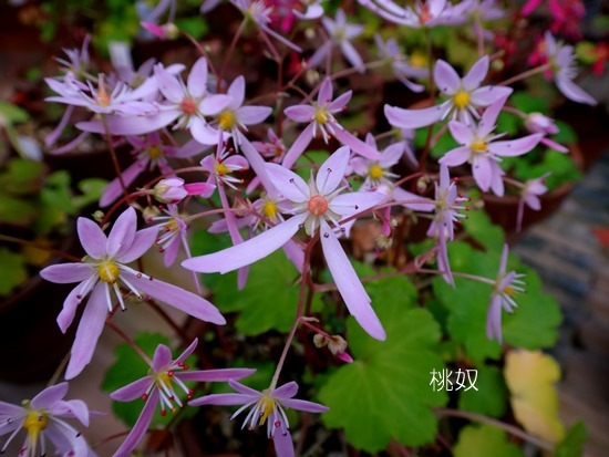 大文字草　紅時雨、那智の花火、福寿、など_a0136293_17004220.jpg