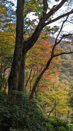 祖母山(メンノツラ谷～祖母山～池の原）_f0193521_08110800.jpg