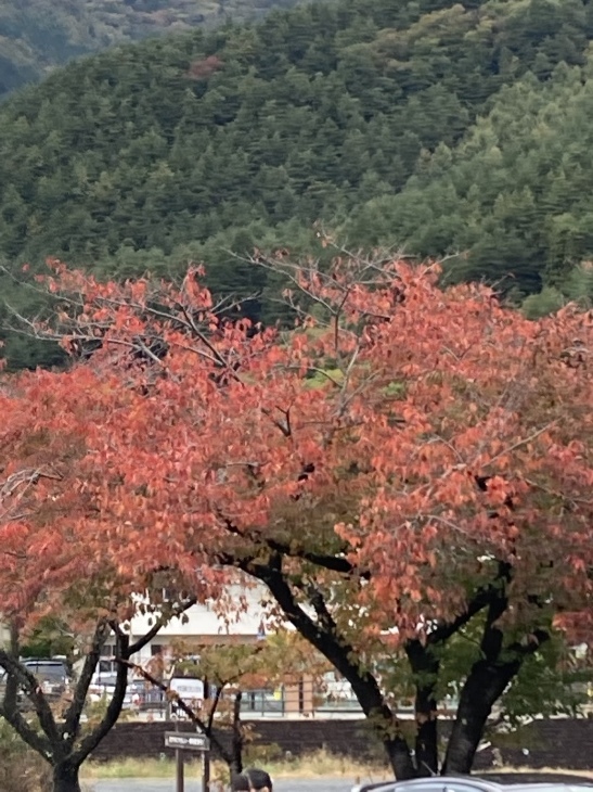 富士河口湖町勝山スズ竹細工