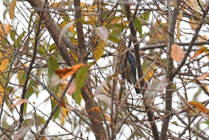 山道の鳥さん♪＜大瑠璃・尉鶲他＞_e0248688_17461390.jpg