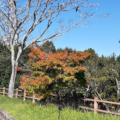 今日もウォーキング_f0129726_20454926.jpg