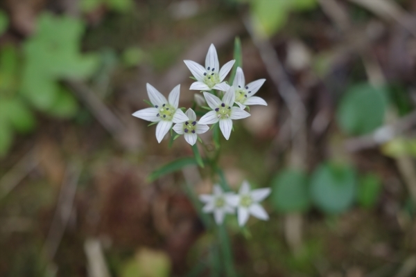 センブリの蜜腺溝。_e0271890_21595631.jpg