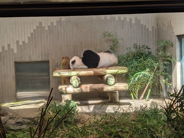 パンダを見てきました：上野動物園_f0397261_07230282.jpg