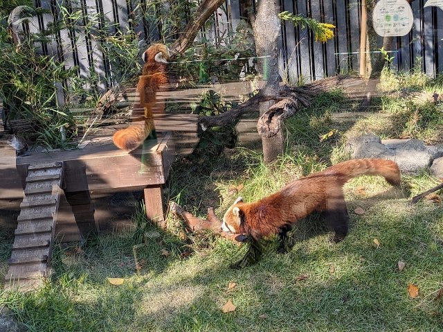パンダを見てきました：上野動物園_f0397261_07593709.jpg