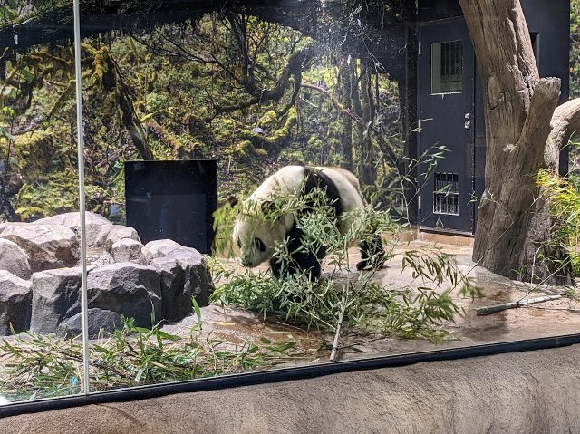 パンダを見てきました：上野動物園_f0397261_08014168.jpg