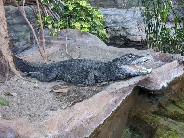 パンダを見てきました：上野動物園_f0397261_08034662.jpg