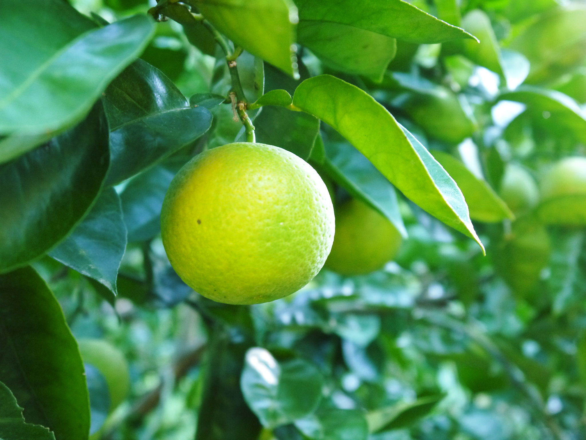 無農薬で育てた種なしかぼす！超ハイペースで出荷中！少しずつ色付き始め香りも際立ってきました！_a0254656_16460187.jpg