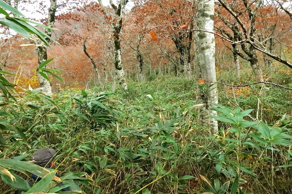 栗駒山塊　満徳山探険3度目の敗退_c0294658_18232995.jpg