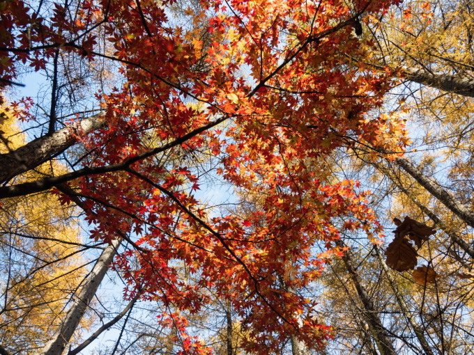 カラマツの紅葉がヤマモミジと同時に見頃・・絶景です。_f0276498_22412522.jpg