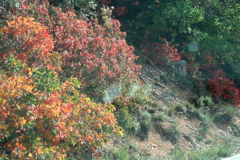 紅に虹色にシビッリーニ山脈 紅葉で彩るハグマノキ_f0234936_23141702.jpg