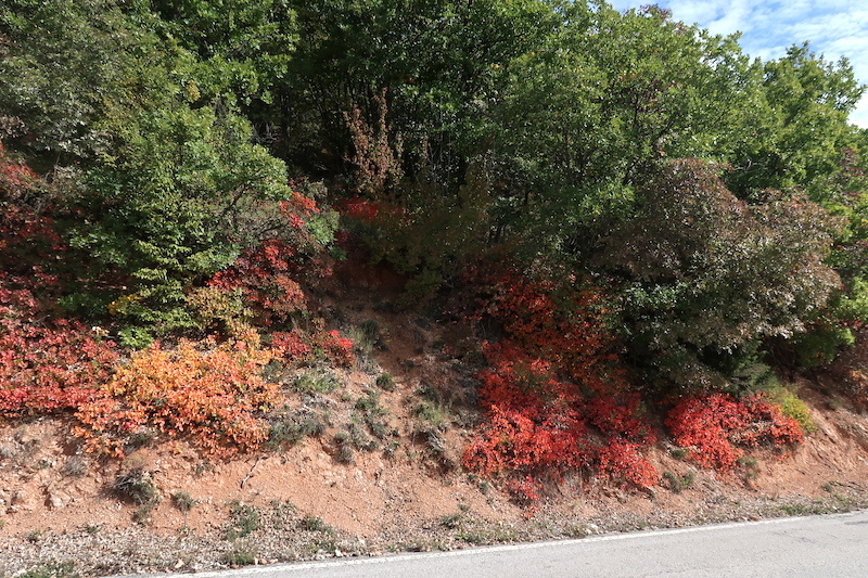 紅に虹色にシビッリーニ山脈 紅葉で彩るハグマノキ_f0234936_23192370.jpg